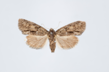 Cryphia fraudaricula