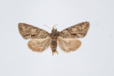Cryphia fraudaricula