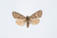 Cryphia fraudaricula