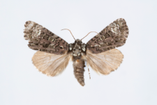Craniophora ligustri