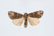 Craniophora ligustri