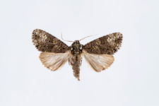 Craniophora ligustri