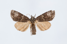 Craniophora ligustri