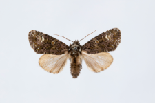 Craniophora ligustri