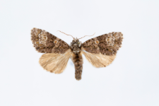 Craniophora ligustri