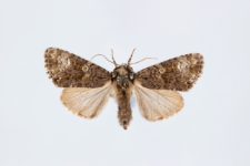 Craniophora ligustri