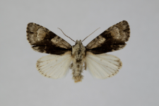 Acronicta alni