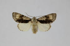 Acronicta alni