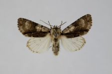 Acronicta alni