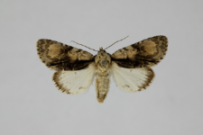 Acronicta alni