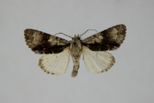 Acronicta alni