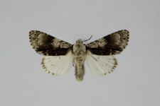 Acronicta alni