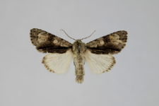 Acronicta alni