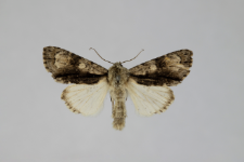 Acronicta alni