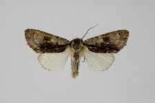 Acronicta alni