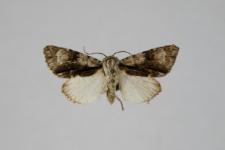 Acronicta alni