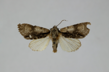 Acronicta alni