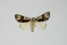 Acronicta alni