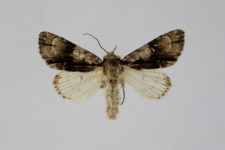 Acronicta alni