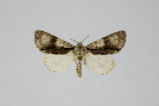Acronicta alni