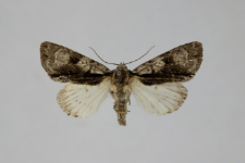 Acronicta alni