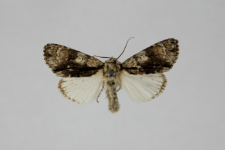 Acronicta alni