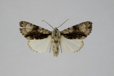 Acronicta alni