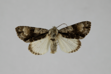 Acronicta alni