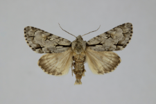 Acronicta cuspis