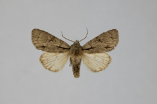 Acronicta tridens