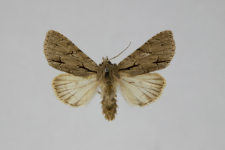 Acronicta tridens