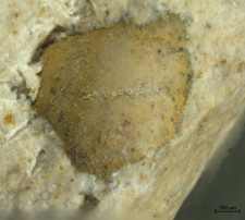 Tanidromitidae