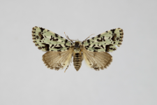 Moma alpium