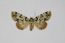 Moma alpium