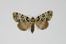 Moma alpium
