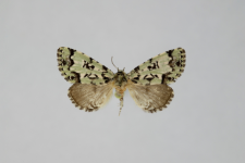 Moma alpium