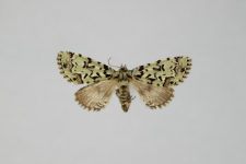 Moma alpium