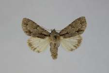 Acronicta psi