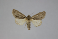 Acronicta psi