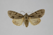 Acronicta psi