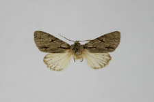 Acronicta psi