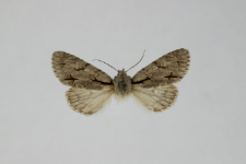 Acronicta psi