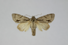 Acronicta psi