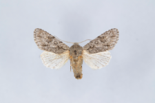 Acronicta aceris