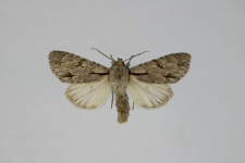 Acronicta psi