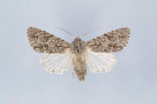 Acronicta aceris