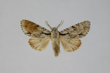 Acronicta psi