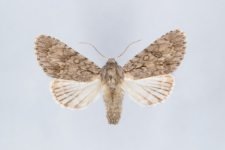 Acronicta aceris