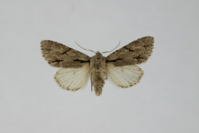 Acronicta psi