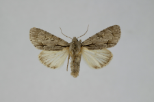 Acronicta psi